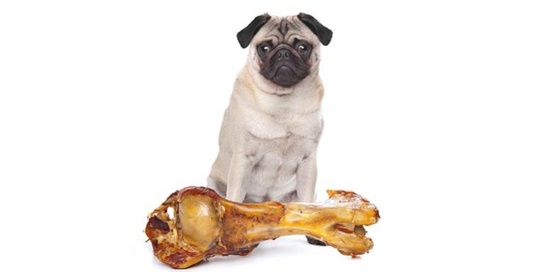 How long have you been How long have you been chewing the same bone?